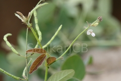Desmodium scorpiurus
